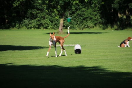 Hundewiese Eickhorst